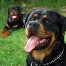 개 좋은 세상 이미지