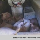 항생제 없는 음식 골라 먹는 방법 이미지