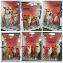 도기헤븐 이미지