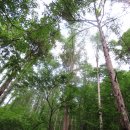 치악산둘레길 2코스 구룡길 이미지