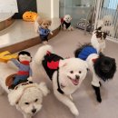 퍼피글랫 | [동탄역애견유치원] 퍼피글랫 친구들과 함께 보내는 할로윈ෆ