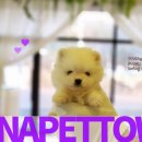 파주켄넬 이미지