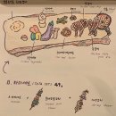 마마타타 이미지