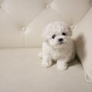 퍼피대디 이미지