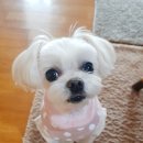 [교감후기] 저와의 만남이 '행운'이시라는 쭈순이 보호자님 :)♡