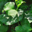 고실농장 이미지