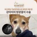 부신메디칼 | 호르몬 질환 강아지의 방광결석 수술 후기, 신당/금호/약수 동물병원, 애니컴메디컬센터