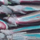 김용수농장 이미지