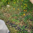 아다지오 선흘 이미지