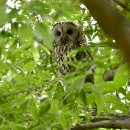 남이섬의 올빼미(himalayan owl) 이미지