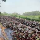 예은농장 이미지