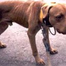 Awesome kennel 이미지