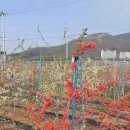 명자농장 이미지