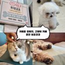 히포코코 네이버블로그