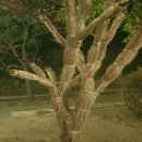 삼일조경 이미지