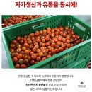 싱싱농장 | 토마토 오래 보관해도 싱싱하게 먹으려면 정직한농장 쿠팡 구매후기