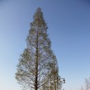 대술로 Daum카페