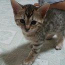 뱅갈냥이 이미지