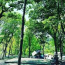 비슬산휴양림캠핑장 이미지