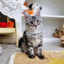 러블리메인쿤 이미지