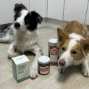 바른멍쿡 | [바른멍쿡 제품추천] 강아지 수제간식 바른멍쿡 제품 급여후기