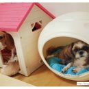 짱구 애견 하우스 이미지