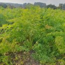 무료 이벵 들어갑니다 구좌 흙당근 10키로 특사이즈 로 7분 이벵 들어 갑니다(차비5,000원있습니다) 이미지