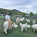 새싹바지락칼국수 이미지
