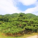 소나무 Daum카페