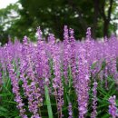 장안공원 이미지