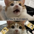 도레미파도 이미지