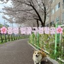 월계천1 네이버블로그