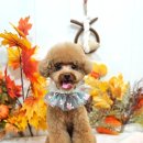 메리몰펫샵(사직점) 이미지