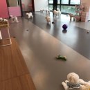 평원애견 이미지