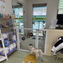 도그노리터 이미지