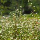 배곧생명공원 이미지