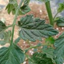 황하반점