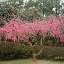 매화농장 이미지