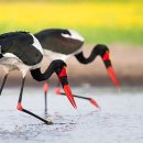 모티브델타 이미지