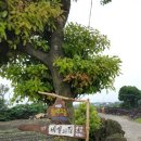 세화 동백그늘 이미지