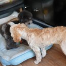 견생 이발소 이미지