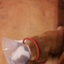 오원석 황금동물병원 이미지