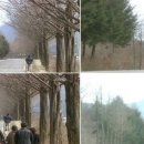 진안 메타세쿼이아길 이미지