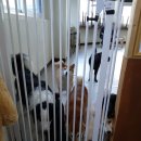 다양하개 | 의정부애견카페 서울근교 "애견카페 다양하개 의정부본점" 실내에서 시원하게 놀기