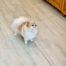 도그보니타 이미지