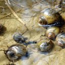 쇠똥구리마을 이미지