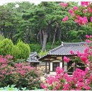 황성공원 시민운동장 | 7~8월 경주 가볼만한곳 BEST4, 현지인이 추천하는 황성공원 맥문동.서출지.종오정 비밀 산책코스