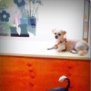 품 동물병원 이미지