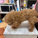 한스애견 이미지