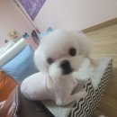 하이펍스 이미지